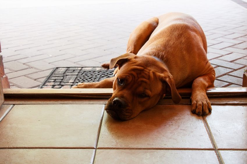 pes ležiaci na prahu dverí